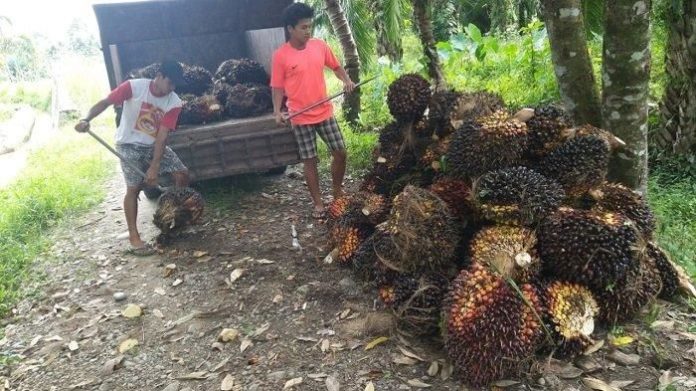 Masyarakat Kecamatan Tanah Jawa saat mengangkut hasil panen sawit