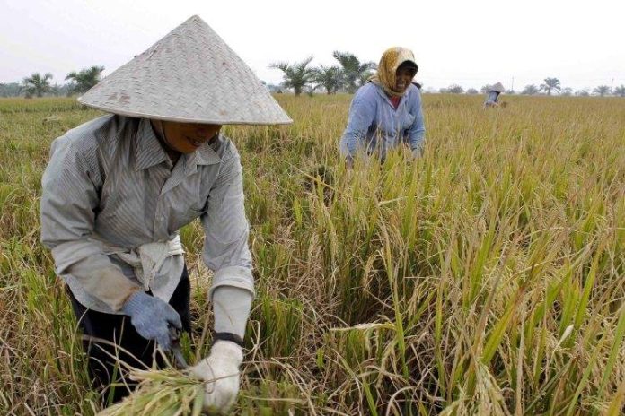 Dua orang petani di Deli Serdang sedang memanen padi di sawah.