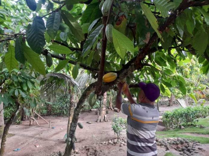 Petani kakao di Kecamatan Tanah Jawa.