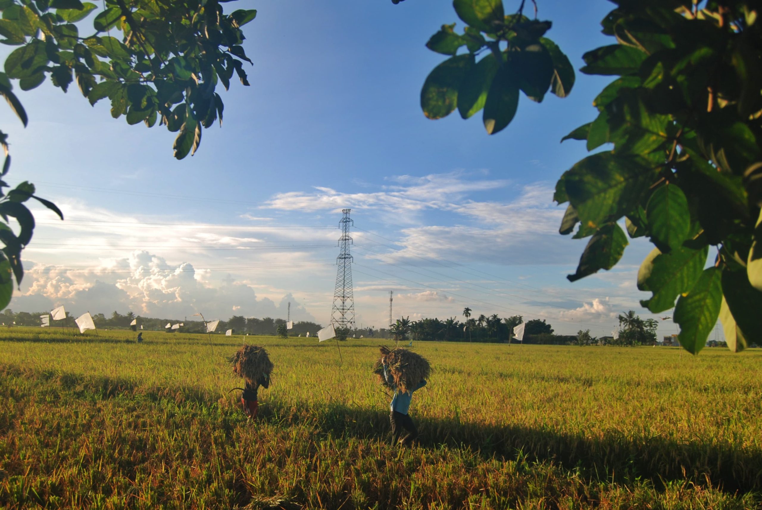 Dua orang petani mengangkat padi hasil panen di Dusun Sei Beras Sekata, Sunggal, Deli Serdang, Sumatera Utara