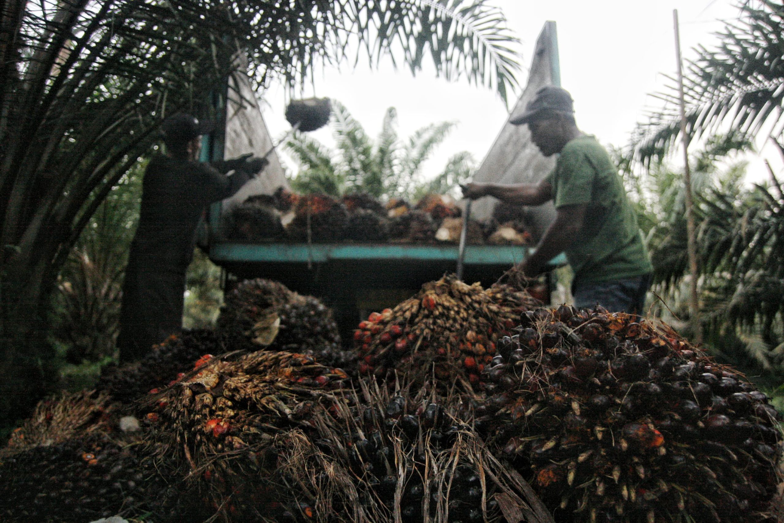 Harga TBS umur 10-20 tahun periode 16-22 Oktober 2024 naik Rp19,6 per kilogram dibanding minggu sebelumnya