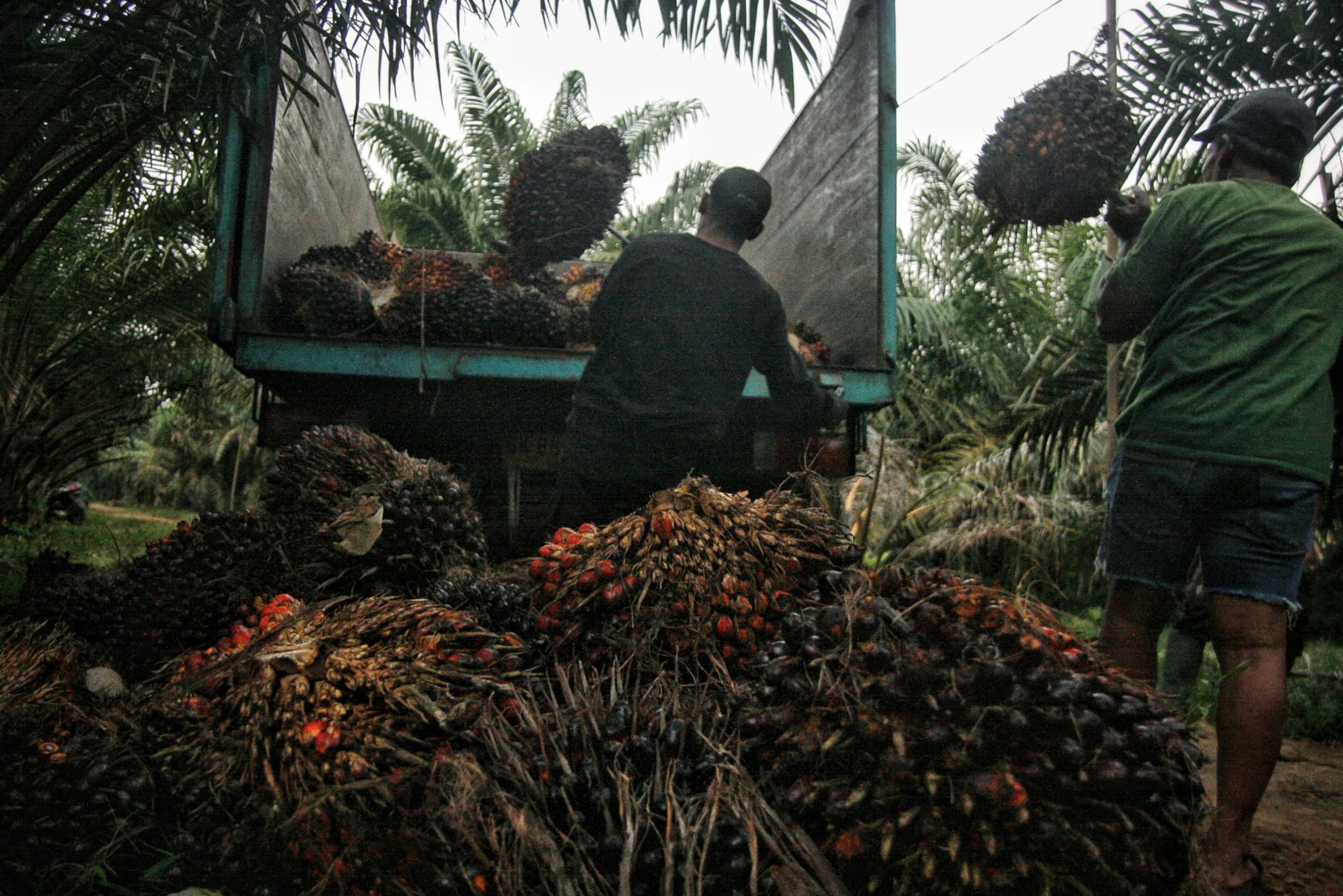 Para petani menaikkan tandan buah segar kelap sawit ke atas truk di salah satu kebun di Deli Serdang, Sumatera Utara