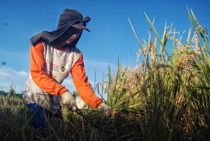 Petani memanen padi di Dusun Sei Beras Sekata, Sunggal, Deli Serdang, Sumatera Utara