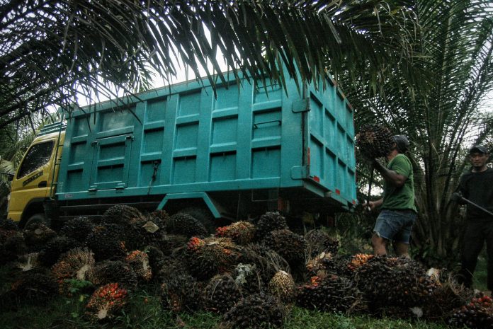 Petani menyusun tandan buah segar (TBS) kelapa sawit di salah satu kebun di Deli Serdang, Sumatera Utara