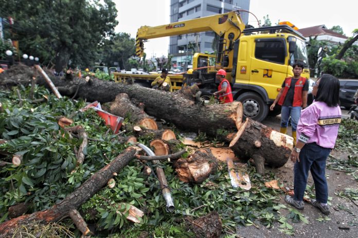 Petugas Dinas Sumber Daya Air Bina Marga dan Bina Konstruksi Kota Medan mengevakuasi pohon yang tumbang melintang di Jalan Putri Hijau