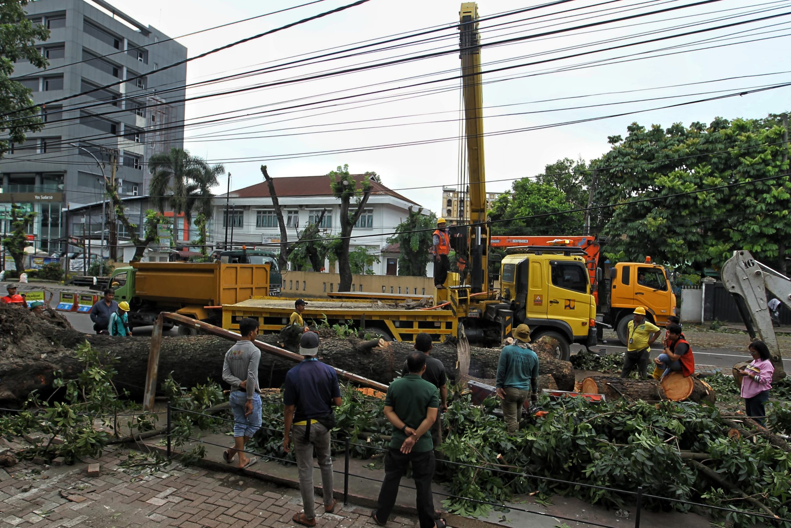 Proses evakuasi pohon yang tumbang melintang di Jalan Putri Hijau, Kota Medan