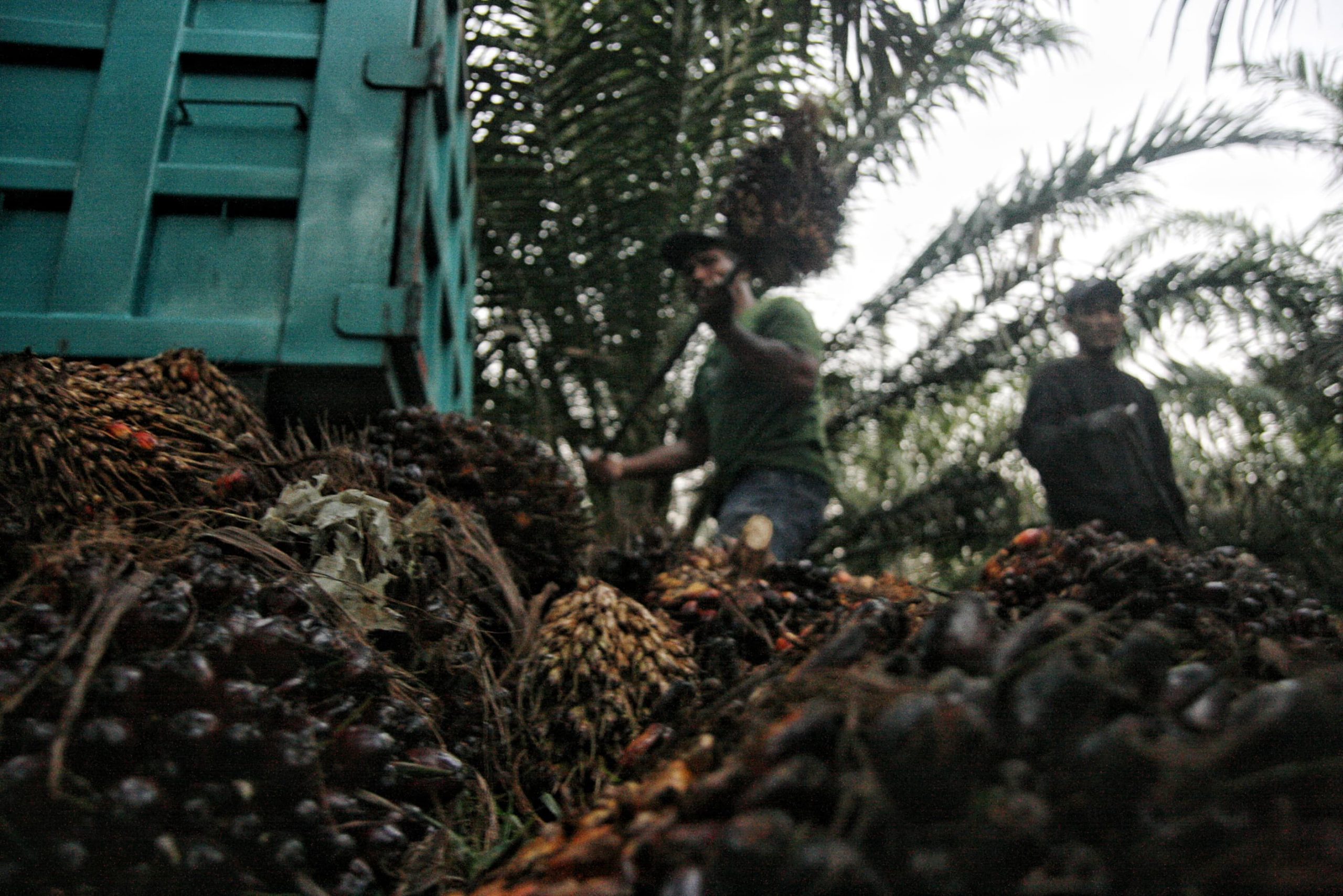 Proses pemuatan tandan buah segar kelapa sawit ke dalam truk di salah satu perkebunan di Deli Serdang, Sumatera Utara