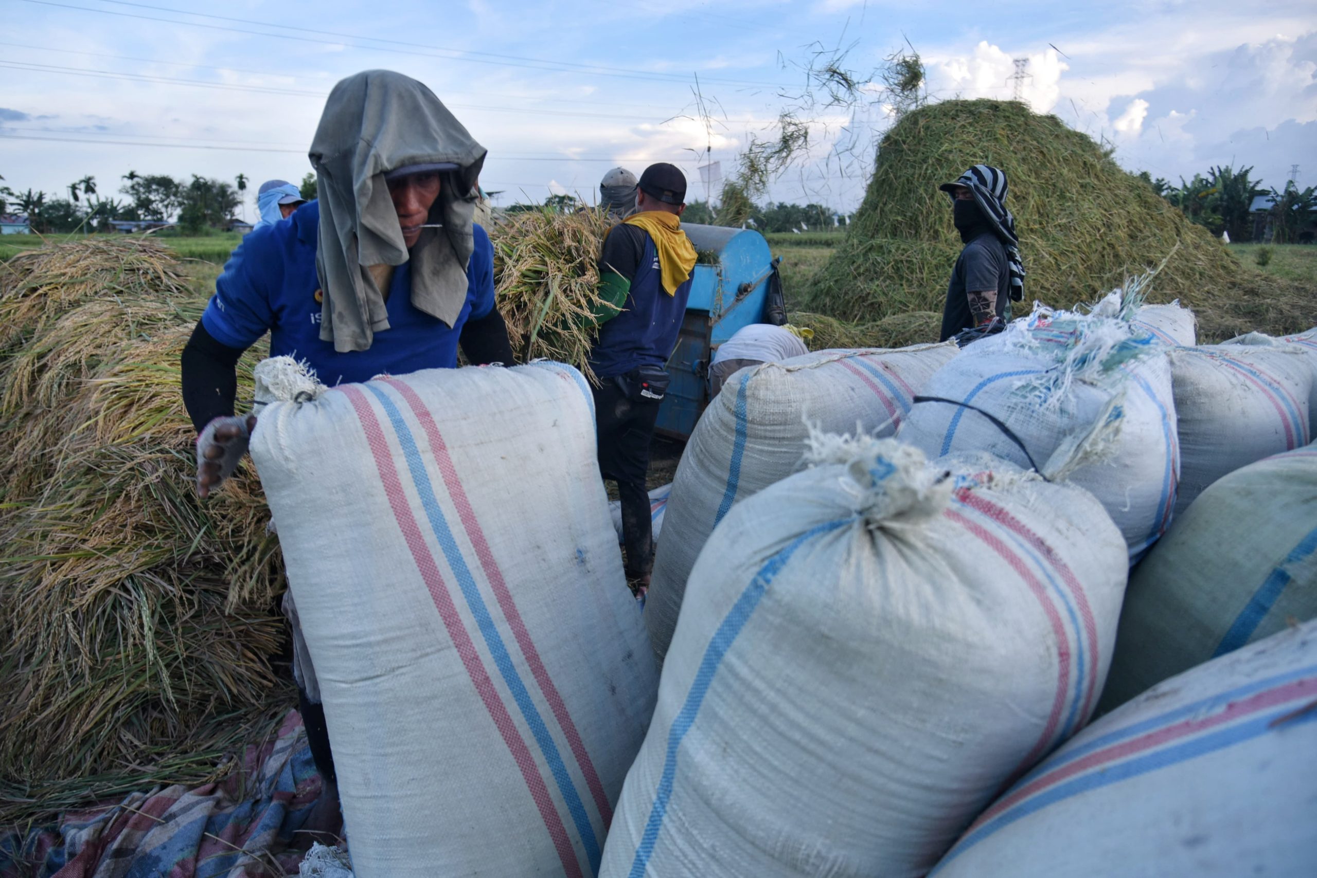 Sejumlah Petani melakukan proses panen padi di Dusun Sei Beras Sekata, Sunggal, Deli Serdang, Sumatera Utara