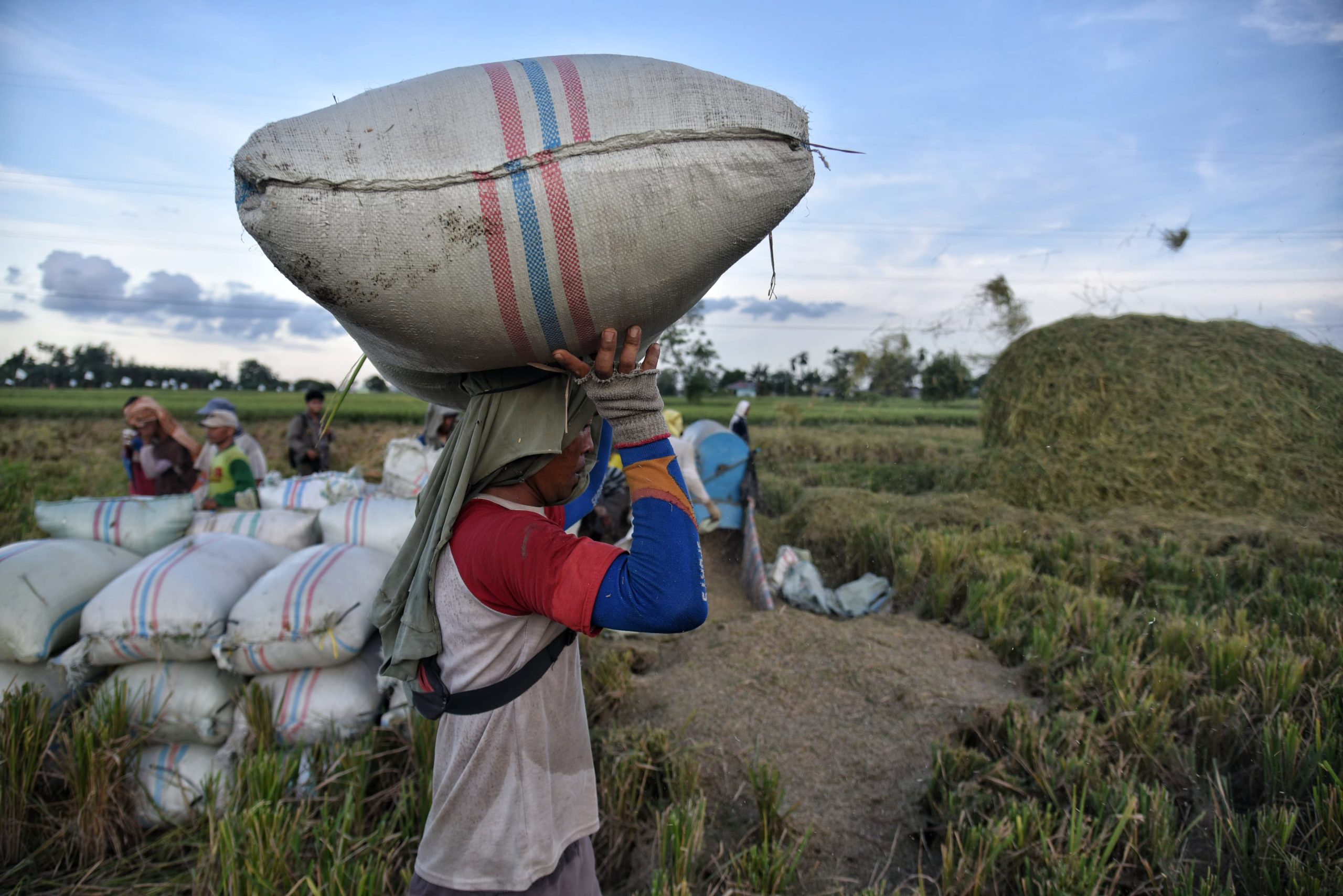 Seorang petani mengangkat sebuah karung di Dusun Sei Beras Sekata, Sunggal, Deli Serdang, Sumatera Utara