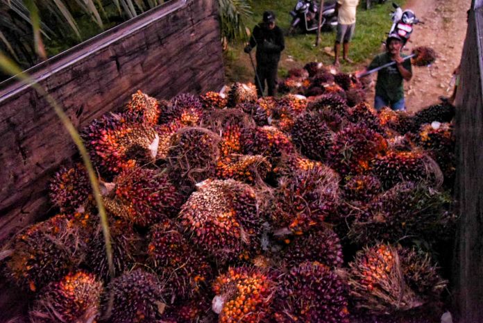 Tumpukan tandan buah segar kelapa sawit di atas sebuah truk di salah satu perkebunan di Deli Serdang, Sumatera Utara