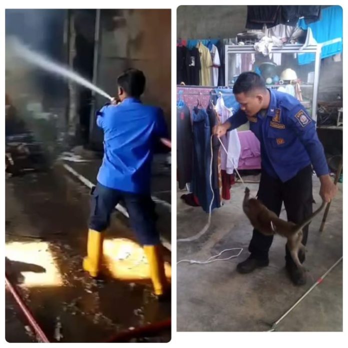 Petugas Damkar Deli Serdang melakukan pendinginan di lokasi sisa kebakaran gudang kayu di Batang Kuis dan berhasil mengevakuasi seekor monyet yang melukai warga di Perumahan Granit Kecamatan STM Hilir.