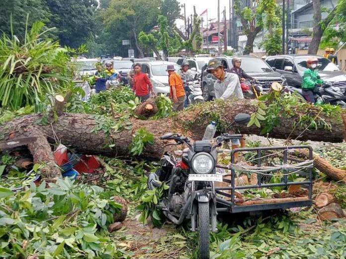 Petugas sedang melakukan pemotongan batang pohon.(f:putra/mistar)