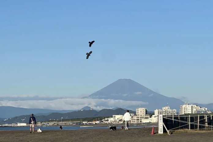 Pemandangan Gunung Fuji tak bersalju terlihat dari Pantai Chigasaki, Kanagawa, Jepang, Minggu (3/11/24).