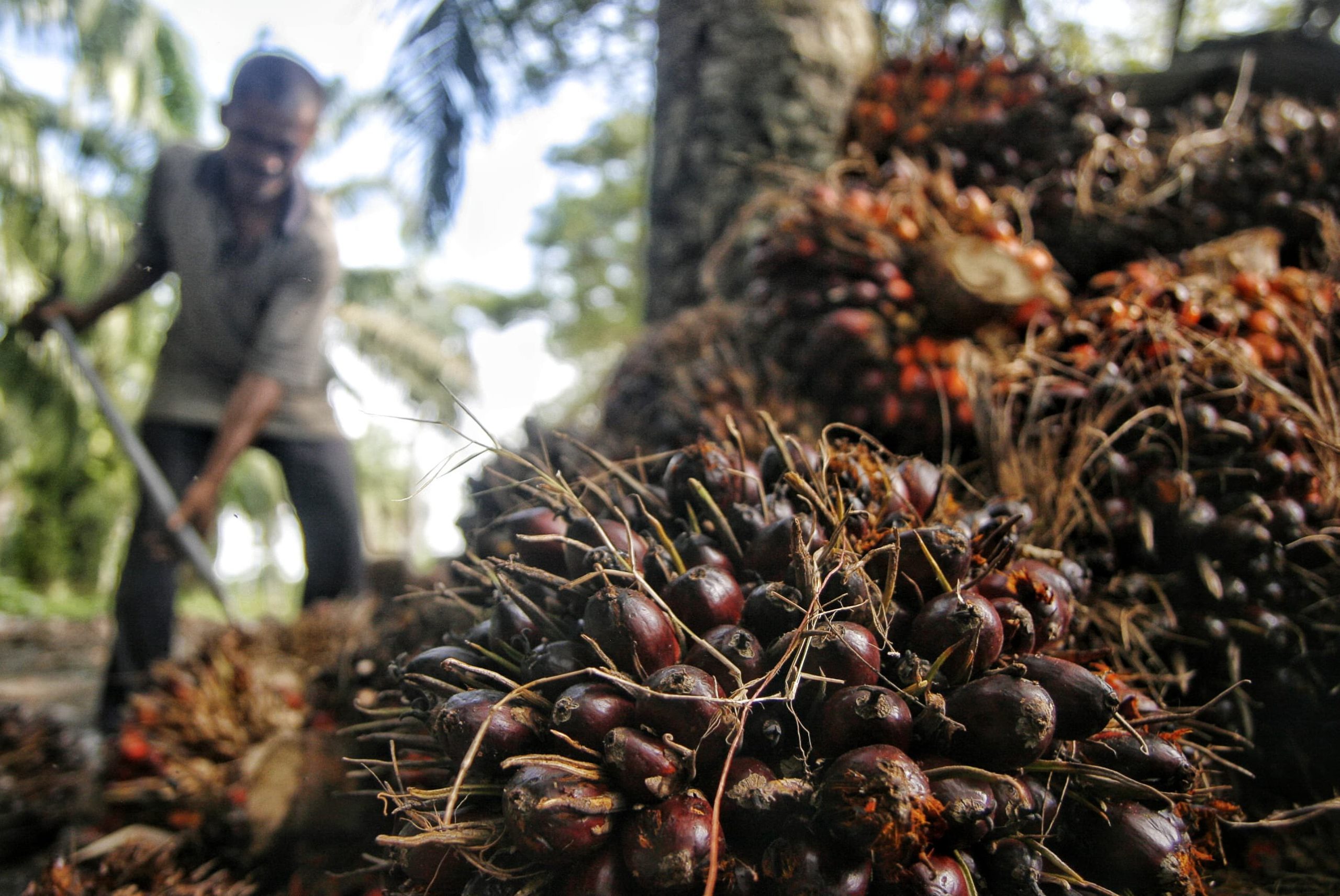 Minyak sawit mentah atau crude palm oil (CPO) masih sangat mencukupi untuk bahan baku biodiesel 50 persen (B50)