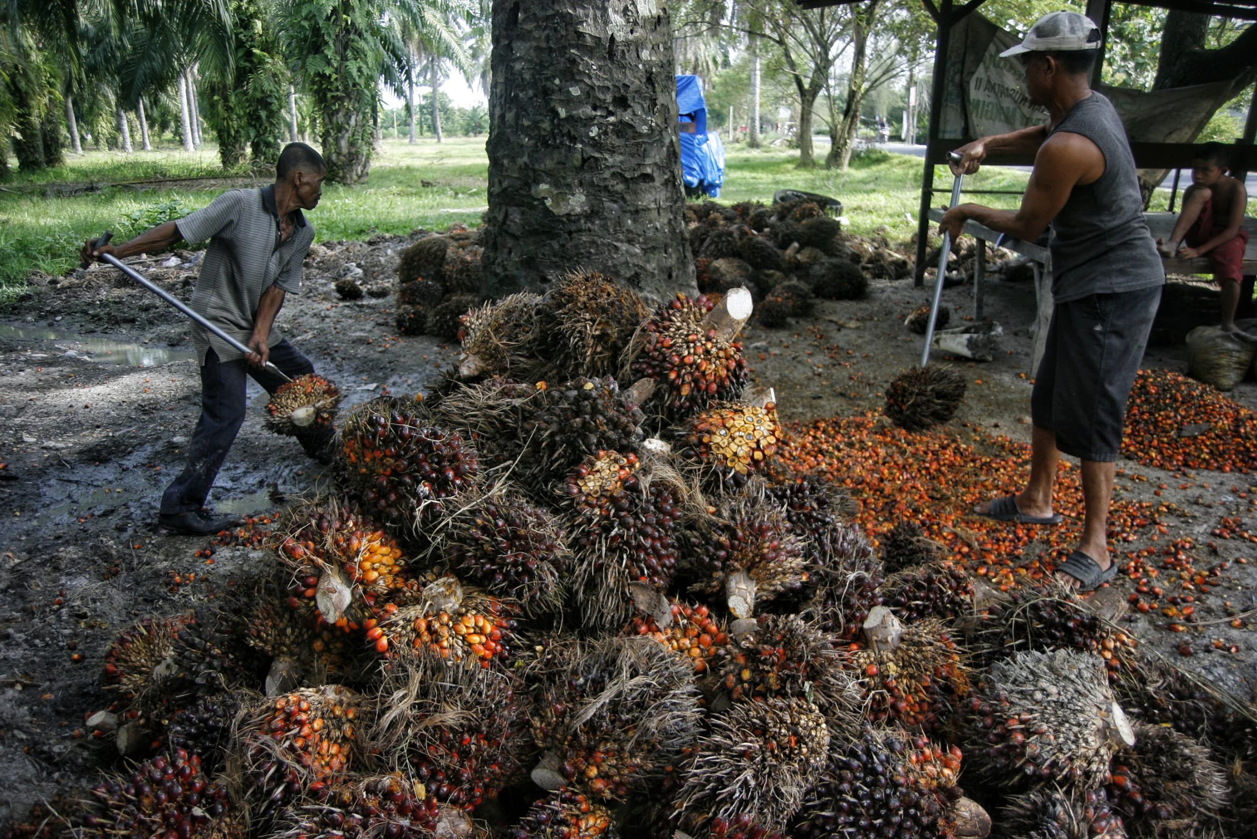 Para pekerja kebun menyusun tandan buah segar sawit yang telah di panen di kawasan PT Perkebunan Nusantara IV, Deli Serdang, Sumatera Utara