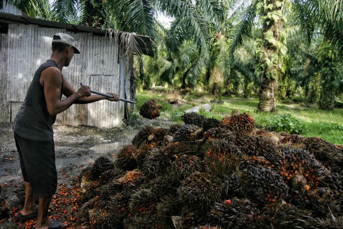 Pekerja mengangkut tandan buah kelapa sawit di kawasan PT Perkebunan Nusantara IV, Deli Serdang, Sumatera Utara