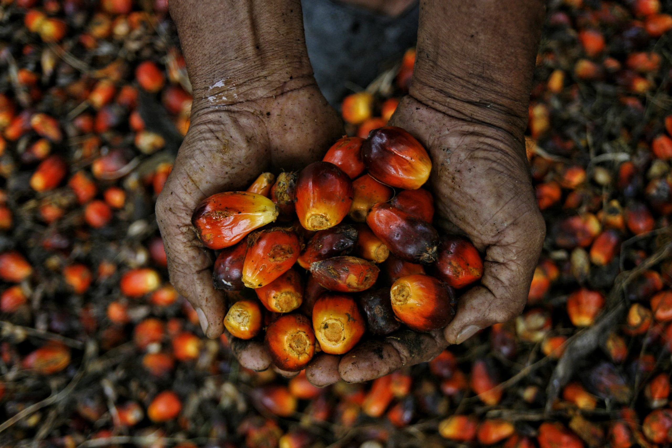 Seorang pekerja menunjukkan berondolan buah sawit di kawasan PT Perkebunan Nusantara IV, Deli Serdang, Sumatera Utara