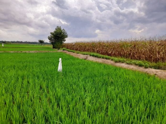 Area persawahan di Kabupaten Simalungun.