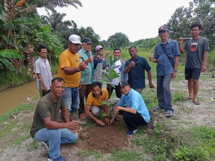 Ratusan pohon aren ditanam di bantaran Sungai Ular diharapkan setelah 5 tahun bisa menghasilkan pendapatan keluarga warga Desa Binjai Bakung.