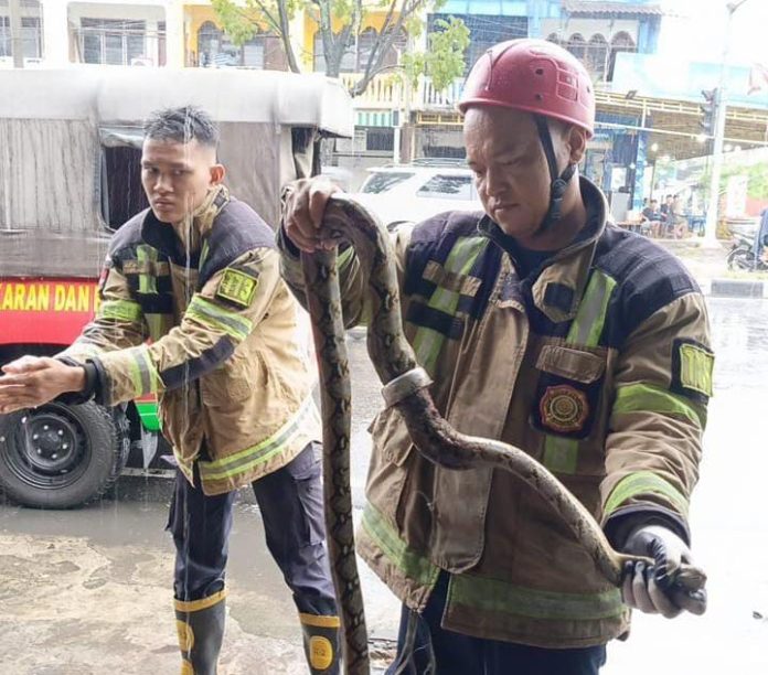 Rescuer Damkarmat Medan menjinakkan ular sepanjang dua meter. (f:ist/mistar)