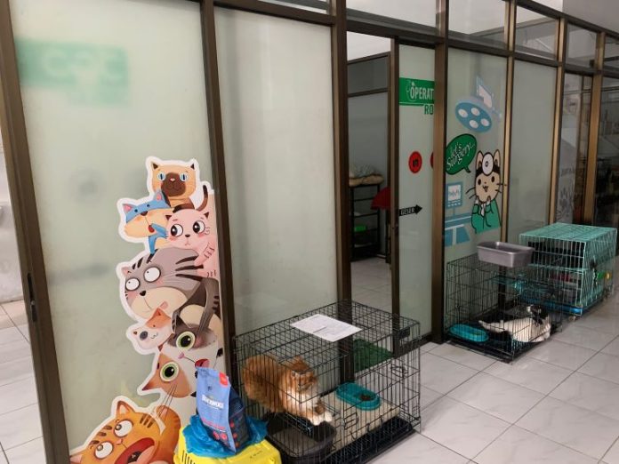 Beberapa ekor kucing dititipkan di tempat penitipan hewan petshop and clinic Menteng, Kamis (26/12/24).