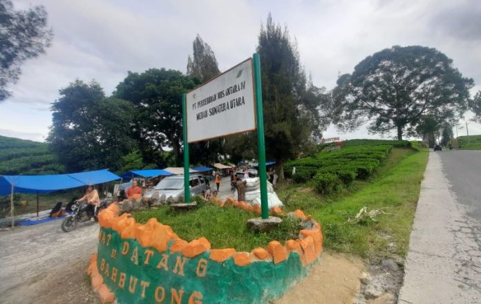 Kebun teh Sidamanik di HGU Perkebunan Teh PTPN IV