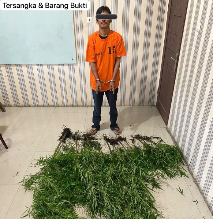 Tersangka HG bersama ganja milik nya saat berada di ruang Satres Narkoba Polres Tanah Karo